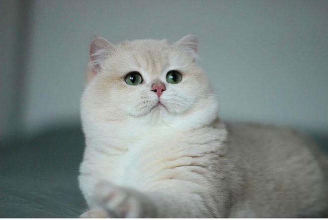 Polar Bear, a blue golden British Shorthair stud male at Houston Cat Mom Cattery in Houston, Texas